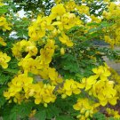 Golden Shower Tree Christmas Senna Bicapsularis Cassia Plant Butterflies-love It