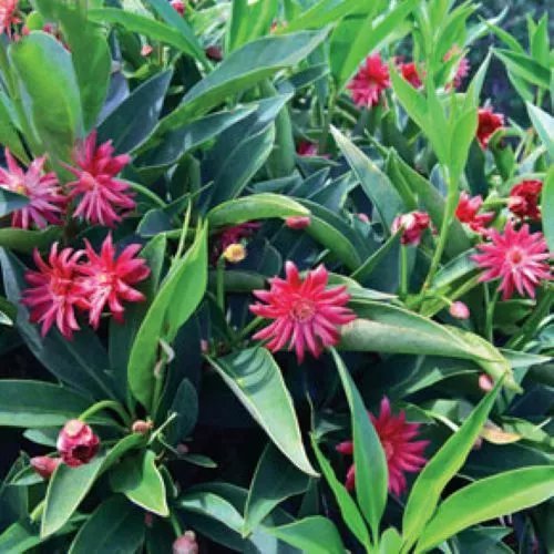 Scorpioillicium Hybrid Anise Tree Star Flower
