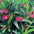 Scorpioillicium Hybrid Anise Tree Star Flower