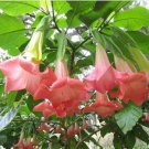 Dwarf Cherubangel Trumpet Brugmansia Plant Peachy/Pink Fragrant Flower