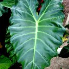 Mayan Maskelephant Earalocasiarooted Starter Plants