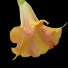 Mango Crushbrugmansia Angel Trumpet Plantlarge Yellow/Orange Bloom