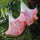 Flamenco Brugmansia Angel Trumpet Small Plantfragrant Large Peach Flowers