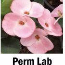 Perm Labcrown Of Thorns Euphorbia Miliichrist Plantstarter Plant