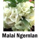 Malai Ngern Lancrown Of Thorns Euphorbia Miliichrist Plantstarter Plant
