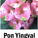 Pon Yingyaicrown Of Thorns Euphorbia Miliichrist Plantstarter Plant