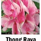 Thong Rayacrown Of Thorns Euphorbia Miliichrist Plantstarter Plant