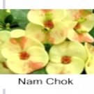 Nam Chokcrown Of Thorns Euphorbia Miliichrist Plantstarter Plant