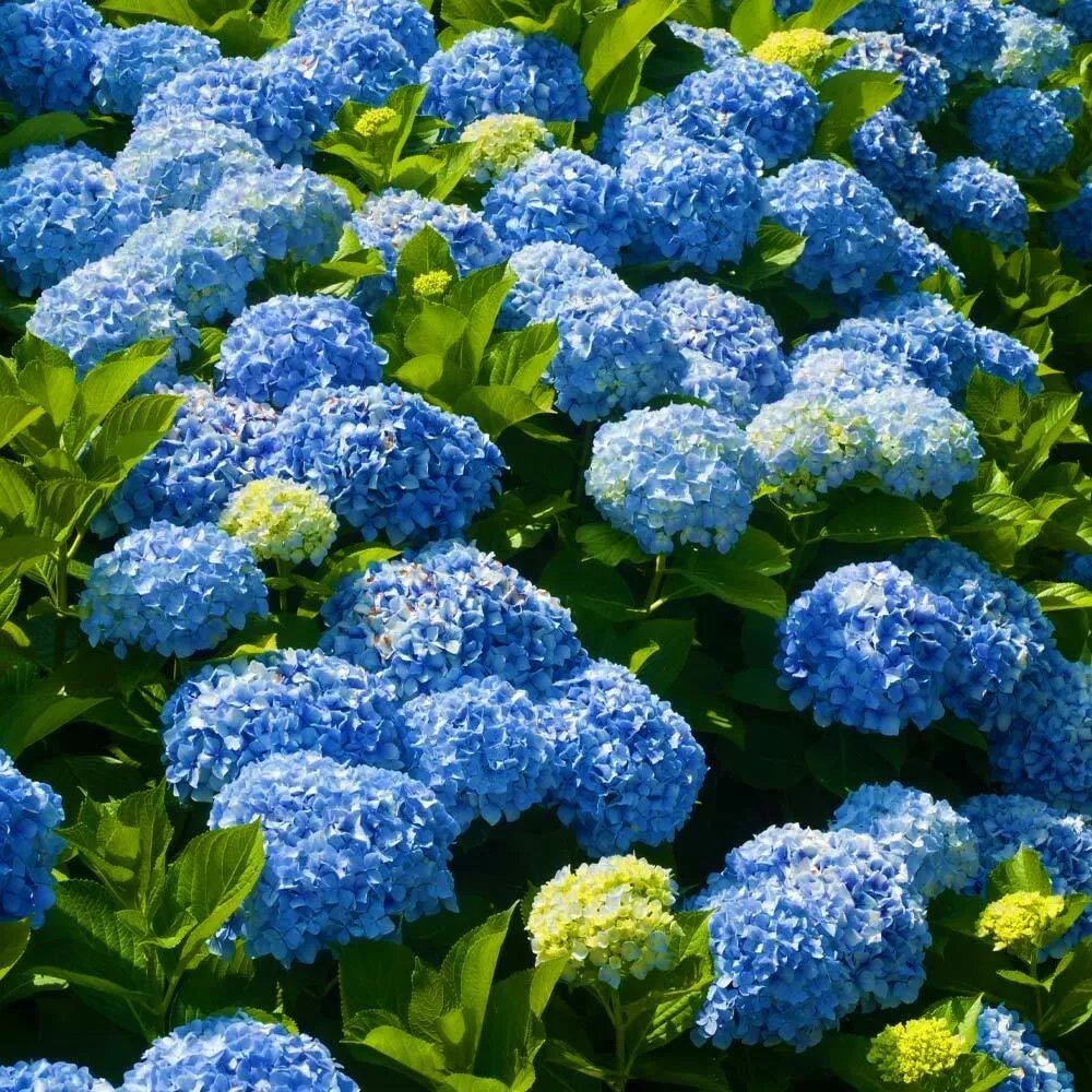 Nikko Bluehydrangea Starter Plant