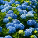 Nikko Bluehydrangea Starter Plant