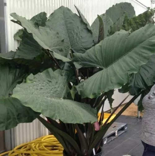 Sumoalocasia Elephant Ear Rooted Starter Plants