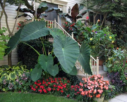 Jacks Giant Elephant Ear Colocasia Esculenta Starter Plant