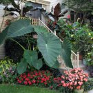 Jacks Giant Elephant Ear Colocasia Esculenta Starter Plant