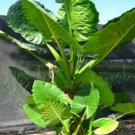 Borneo Giant Huge Elephant Ear Taro Alocasia Macrorrhiza Rooted Starter Plants