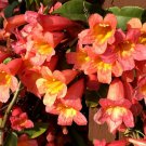 Bignonia "Tangerine Beauty" Crossvinerooted Starter Plantattracts Butterflies