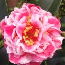 Tama Bambinounique Bloomcamellia Japonica Live Starter Plant Usa Seller
