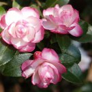 Leslie Annunique Bloomcamellia Japonica Live Starter Plant Usa Seller