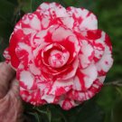 Terry Gilleyunique Bloomcamellia Japonica Live Starter Plant Usa Seller