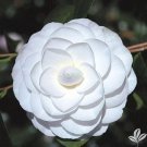 Miss Biloxiunique Bloomcamellia Japonica Live Starter Plant Usa Seller