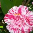 Herme Whitebicolor Bloomcamellia Japonica Live Starter Plant Usa Seller