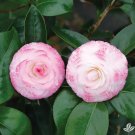 Grace Albrittonbicolor Bloomcamellia Japonica Live Starter Plant Usa Seller