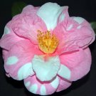 Shibori Egaobicolor Bloomcamellia Japonica Live Starter Plant Usa Seller