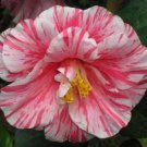 Kick Offbicolor Bloom Camellia Japonica Live Starter Plant Usa Seller