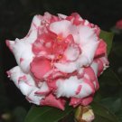 Daikagurabicolor Bloom Camellia Japonica Live Starter Plant Usa Seller