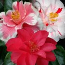 Lady Vansittartcamellia Japonica Live Starter Plant Highly Variable Blooms