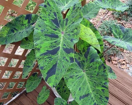 Mojito Elephant Ear Colocasia Esculenta Starter Plant