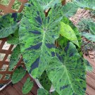 Mojito Elephant Ear Colocasia Esculenta Starter Plant