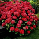 Akadamahydrangea Starter Plantopens Pink Then Deepens To Red