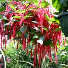 Giant Chenilleacalypha Hispidastarter Plantattracts Hummingbirds/Butterflies