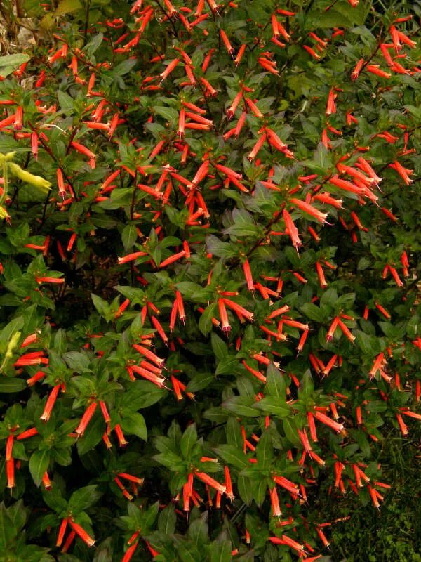 Cigarcuphea Ignea Starter Plantattracts Hummingbirds & Butterfliesusa