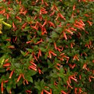 Cigarcuphea Ignea Starter Plantattracts Hummingbirds & Butterfliesusa