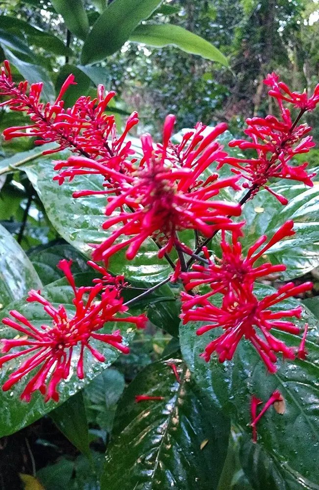 Fire Spike Redodontonema Strictumrooted Starter Plantattracts Hummingbirds