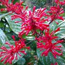 Fire Spike Redodontonema Strictumrooted Starter Plantattracts Hummingbirds