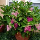 Medinilla Myriantha "Malaysian Orchid" Live Flowering Plant Aka Malaysian Grapes