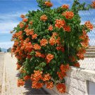 Sun Trumpet Tacoma Orange Campsis Radicans Trumpet Vine Rooted Starter Plant
