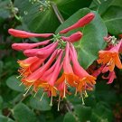 Trumpet Coral Honeysuckle Vine Lonicera Sempervirens Starter Plant
