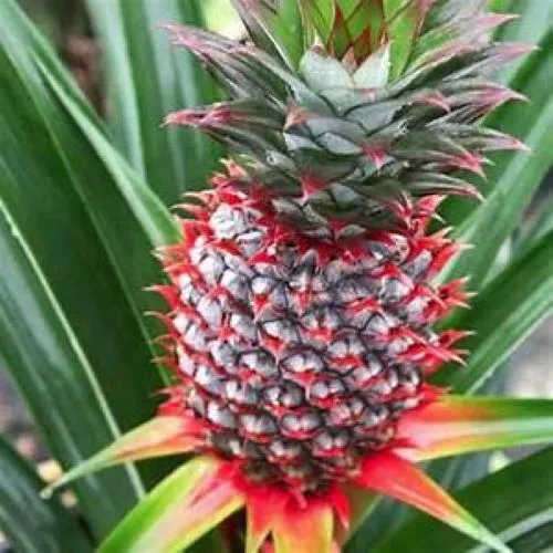 Live Pineapple Plantflorida Special Ananas Comosus Edible Fruit