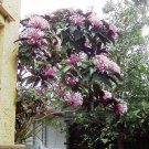 Shooting Star Clerodendrum Quadriloculare Starburst Starter Plantships In Pot