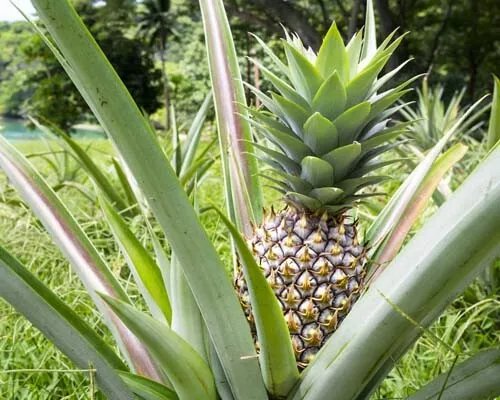 Live Pineapple Plantwhite Jade Ananas Comosus Edible Fruitships In Pot