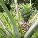Live Pineapple Plantwhite Jade Ananas Comosus Edible Fruitships In Pot