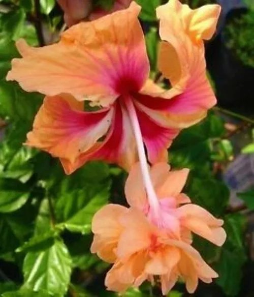 Peach Lion'S Tail Pom Pom Poodle Tropical Hibiscus Plantwell Rooted