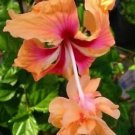 Peach Lion'S Tail Pom Pom Poodle Tropical Hibiscus Plantwell Rooted