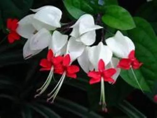 Bleeding Heart Rooted Starter Plant Clerodendrum Thomsonia White & Red Blooms
