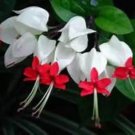 Bleeding Heart Rooted Starter Plant Clerodendrum Thomsonia White & Red Blooms