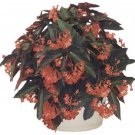 Angelwing Begonia "Torch Red" Well Rooted Starter Plantships Without Pot
