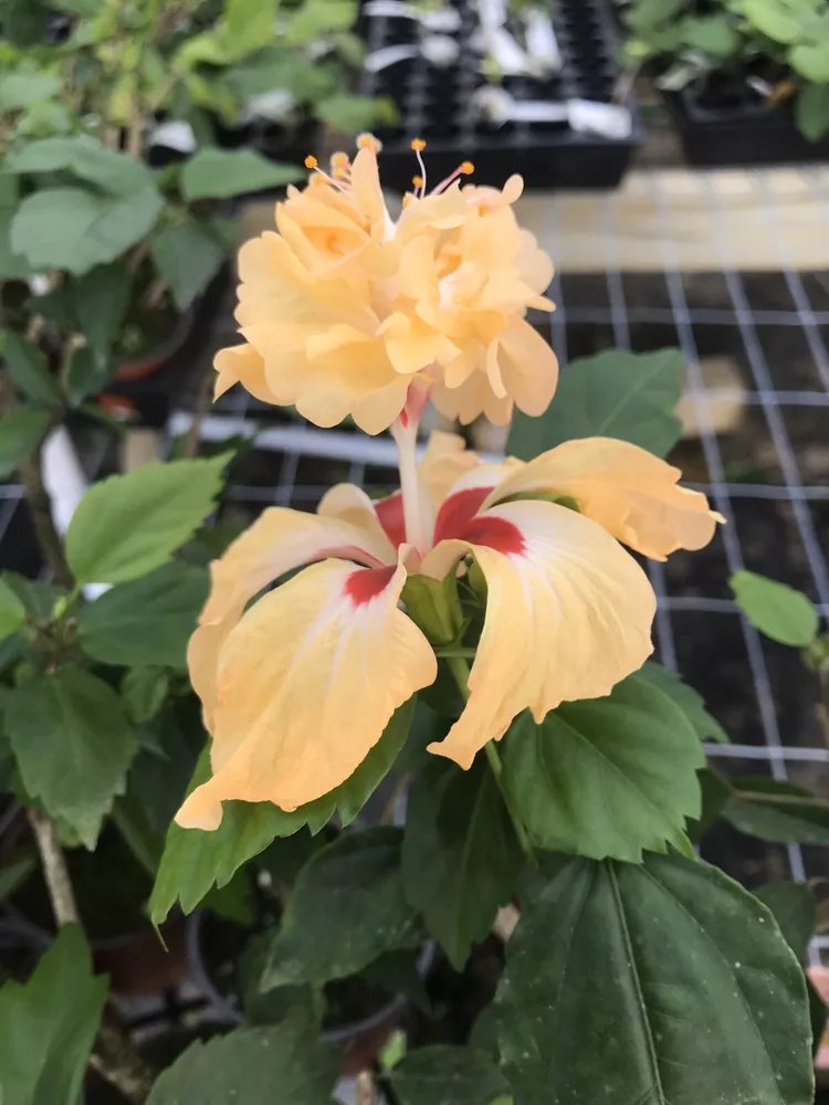 Yellow Lion'S Tail Pom Pom Poodle Tropical Hibiscus Plantwell Rooted